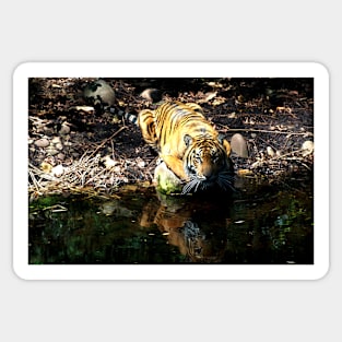 Tiger Reflections Sticker